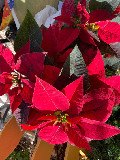 Happy Holiday Hookin’ and Luncheon 12/4 or 12/5