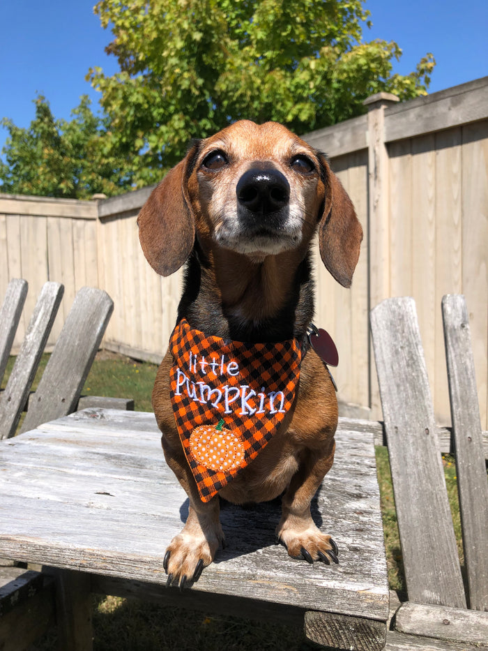 In the hoop "little Pumpkin" pet bandana for Thanksgiving by snugglepuppyapplique.com