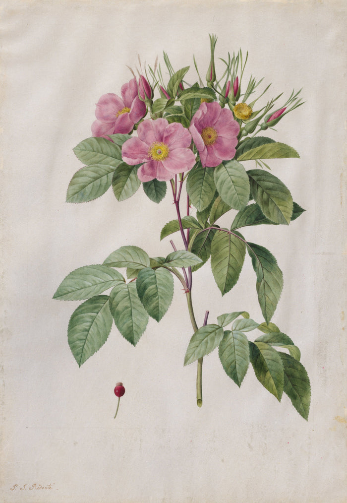 Pasture Rose, 1817-24. Pierre-Joseph Redoute 5x7 Notecard
